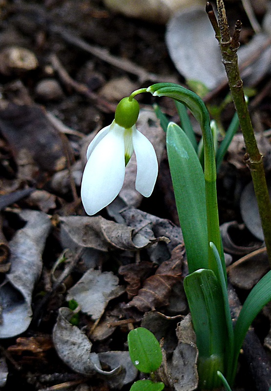 snežienka jarná Galanthus nivalis L.