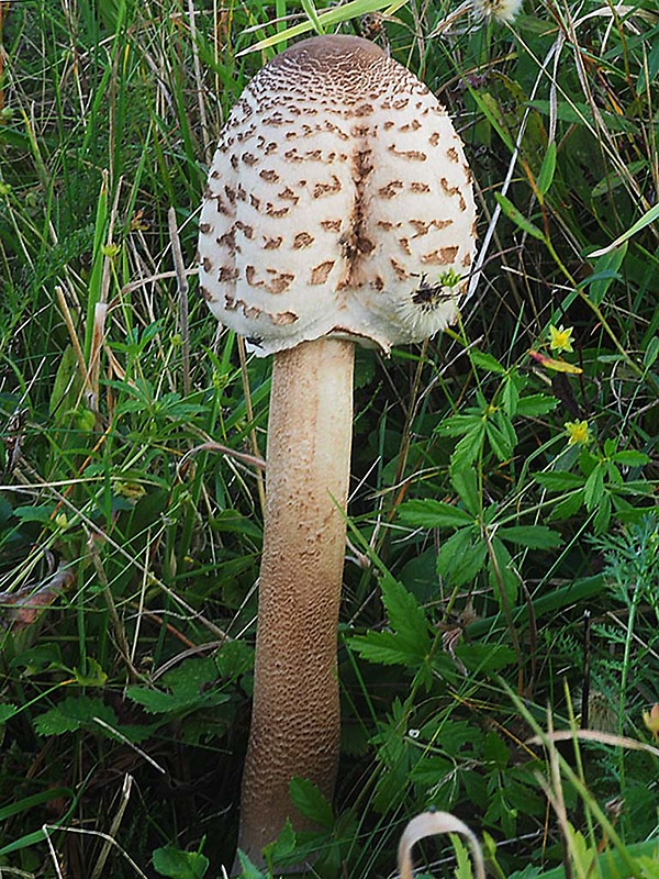 bedľa vysoká Macrolepiota procera (Scop.) Singer