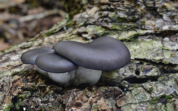 hliva ustricovitá modrastá Pleurotus columbinus Quél.