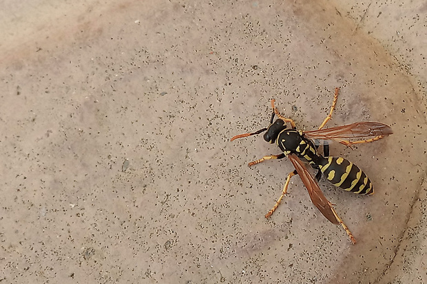 osa dravá  Polistes cf. gallicus ?