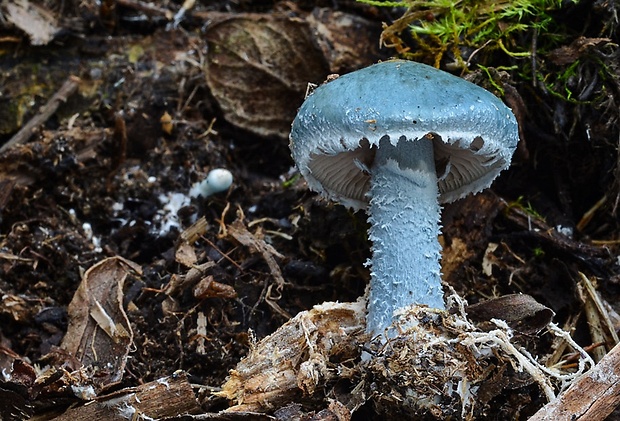 golierovka zelenkastá Stropharia aeruginosa (Curtis) Quél.