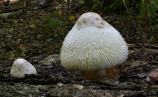 pošvovec stromový Volvariella bombycina (Schaeff.) Singer