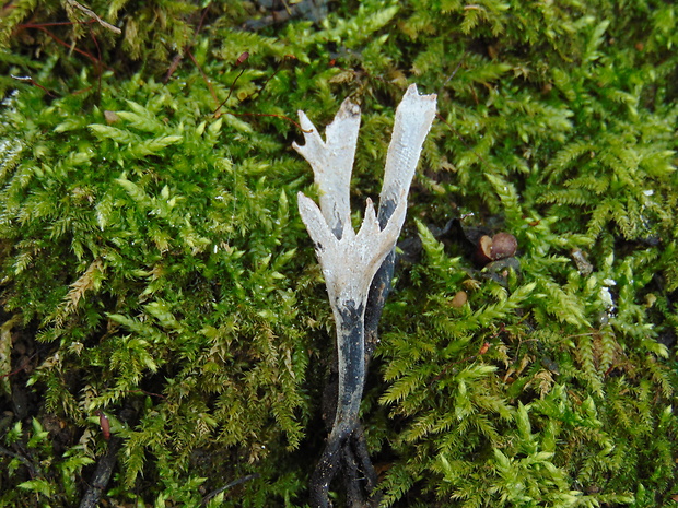 drevnatec Xylaria sp.