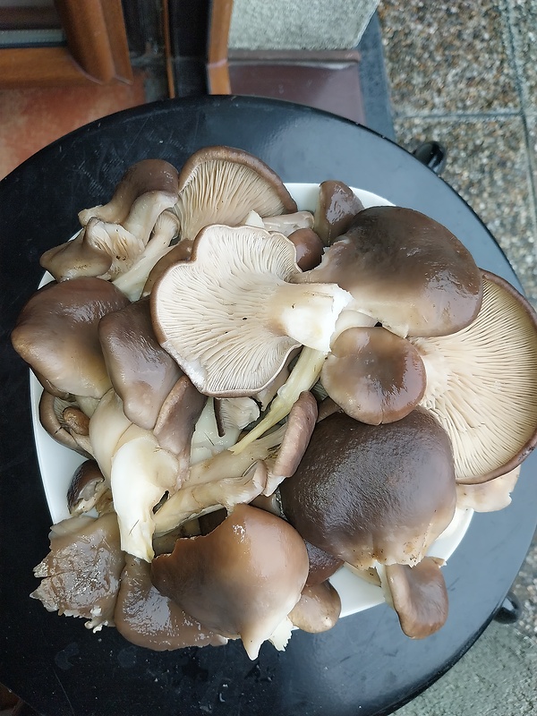 hliva ustricovitá Pleurotus ostreatus (Jacq.) P. Kumm.