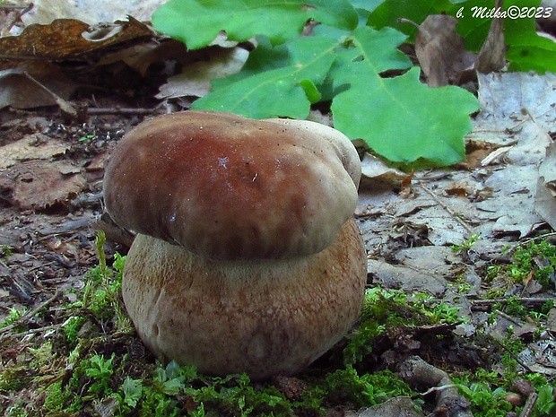 hríb dubový Boletus reticulatus Schaeff.