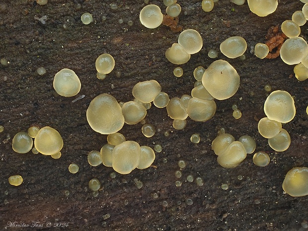 slzovec Dacrymyces sp.