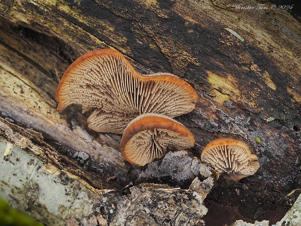 húževnatček medvedí Lentinellus ursinus (Fr.) Kühner