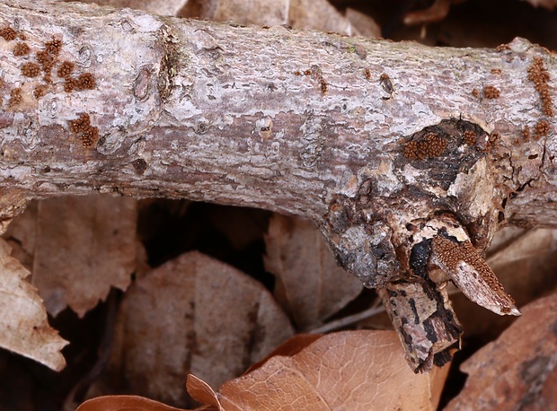 padrobnica Merismodes