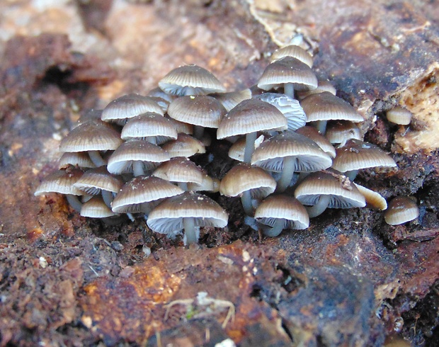 prilbička hnedosivá Mycena tintinnabulum (Paulet) Quél.