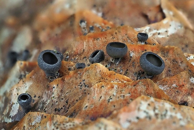 jahňadka smreková Rutstroemia bulgarioides (P. Karst.) P. Karst.