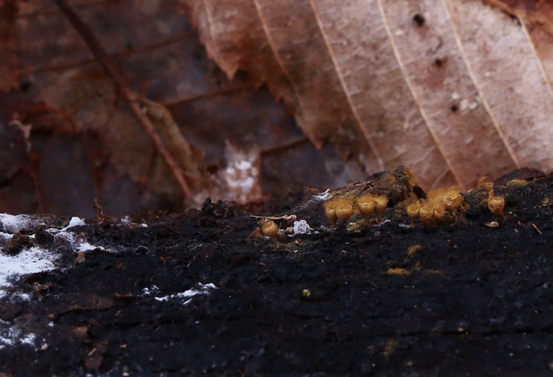 vlasnačka Trichia sp.