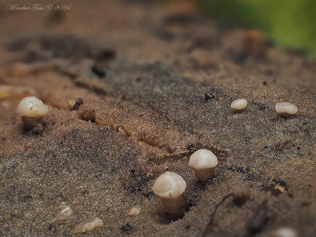 vrtidlovka Ascocoryne sp.