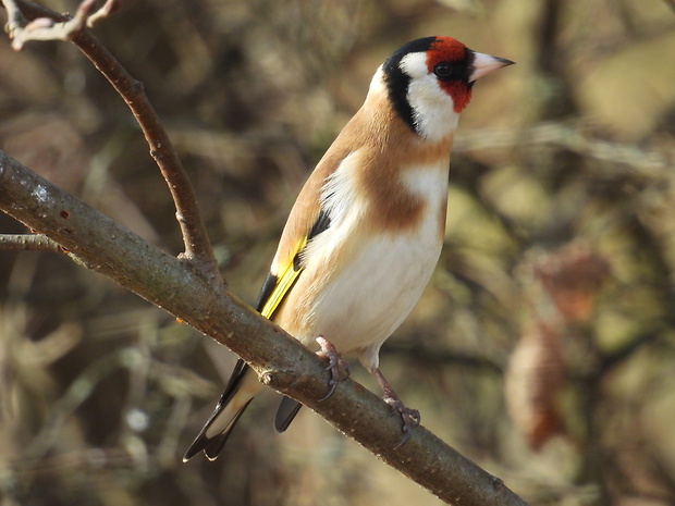 stehlík pestrý Carduelis carduelis