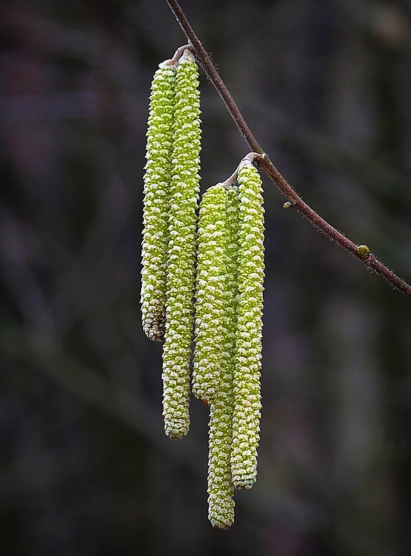 lieska obyčajná Corylus avellana L.