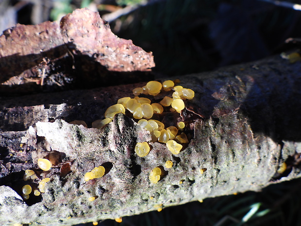 slzovec Dacrymyces sp.