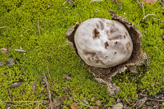 žaludík Disciseda sp.