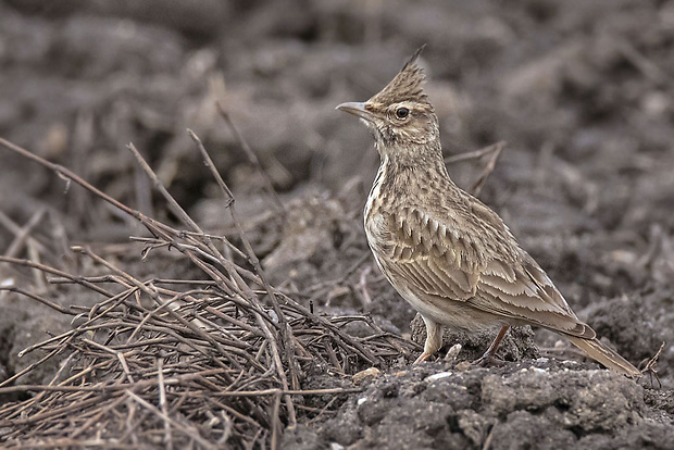 pipíška chochlatá  Galerida cristata