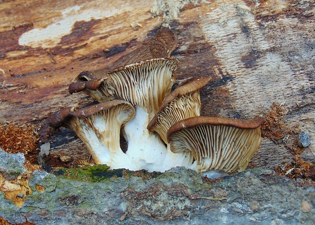 hliva buková Pleurotus pulmonarius (Fr.) Quél.