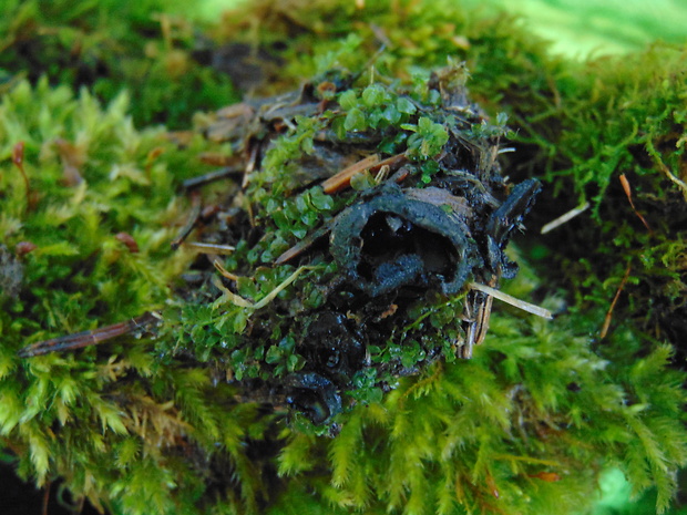 misôčka Pseudoplectania sp.