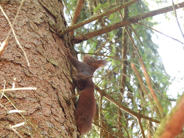 veverica obyčajná Sciurus vulgaris