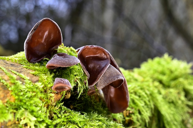 uchovec bazový Auricularia auricula-judae (Bull.) Quél.