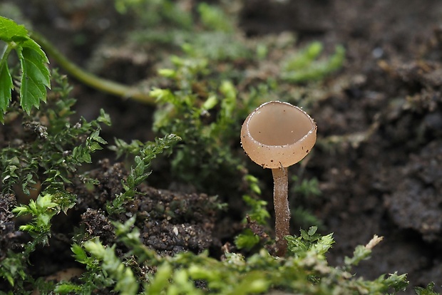 jahňadka Ciboria sp.