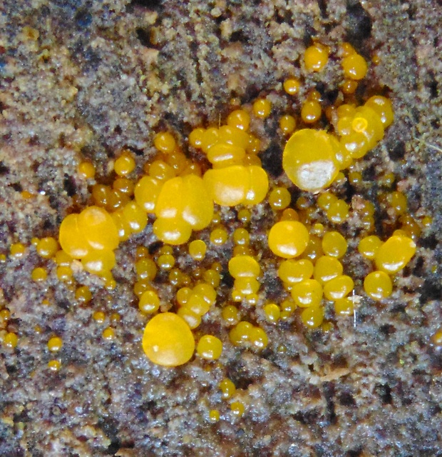 slzovec Dacrymyces sp.