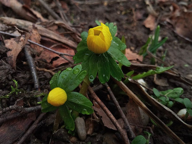 tavolín zimný Eranthis hyemalis (L.) Salisb.