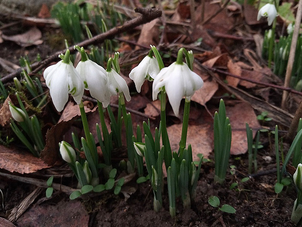 snežienka jarná Galanthus nivalis L.