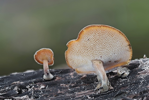 trúdnik zimný Lentinus brumalis (Pers.) Zmitr.