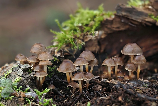 prilbička hnedosivá Mycena tintinnabulum (Paulet) Quél.