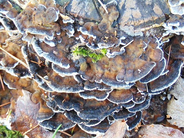 trúdnikovec pestrý Trametes versicolor (L.) Lloyd