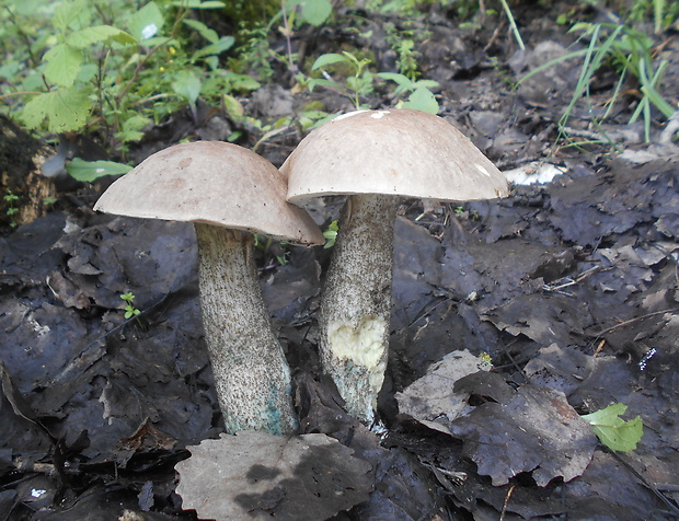 kozák topoľový Leccinum duriusculum (Schulzer ex Kalchbr.) Singer