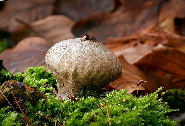 prášnica hruškovitá Lycoperdon pyriforme Schaeff.