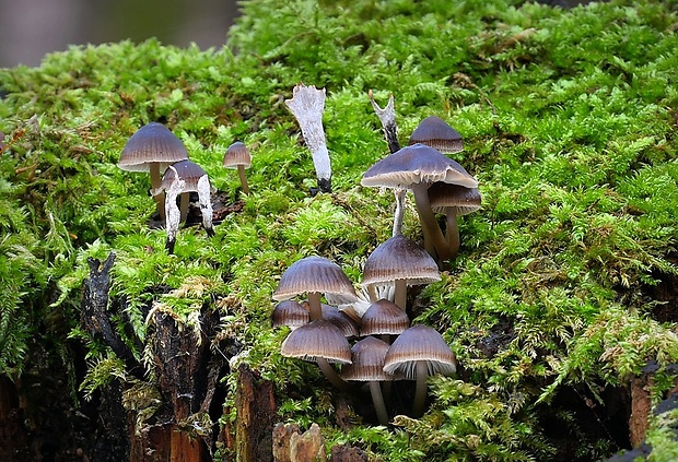 prilbička hnedosivá Mycena tintinnabulum (Paulet) Quél.