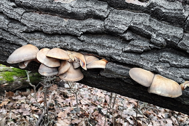 hliva ustricovitá Pleurotus ostreatus (Jacq.) P. Kumm.