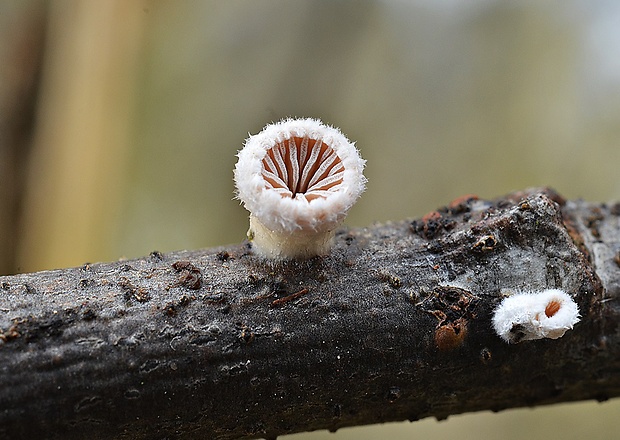 klanolupeňovka obyčajná Schizophyllum commune Fr.