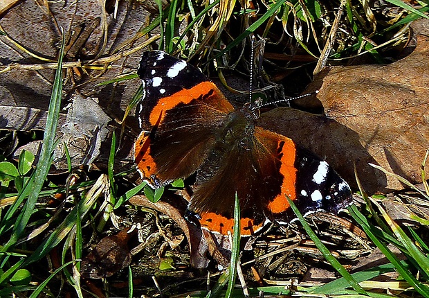 babôčka admirálska Vanessa atalanta