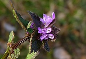 hluchavka purpurová