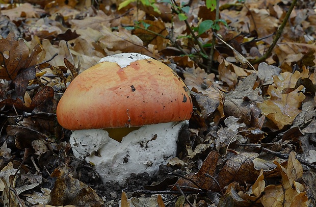 muchotrávka cisárska Amanita caesarea (Scop.) Pers.