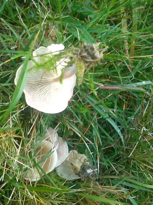 strmuľka pásikavá Clitocybe rivulosa (Pers.) Fr.