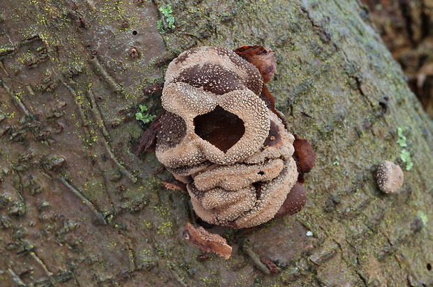 dutinovka otrubnatá Encoelia furfuracea (Roth) P. Karst.