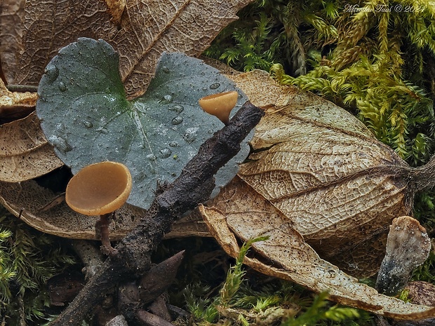 terčovka vráskavejúca Rutstroemia bolaris (Batsch) Rehm