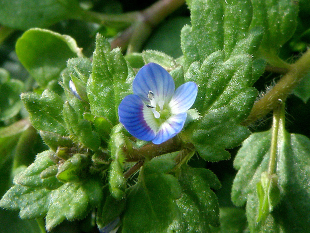 veronika perzská Veronica persica Poir.