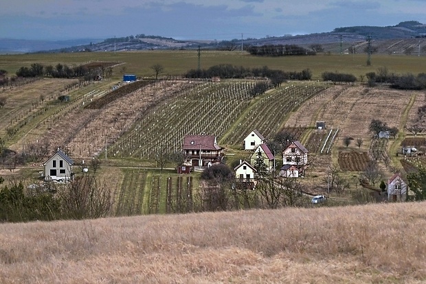 Chvojnická pahorkatina - vinice