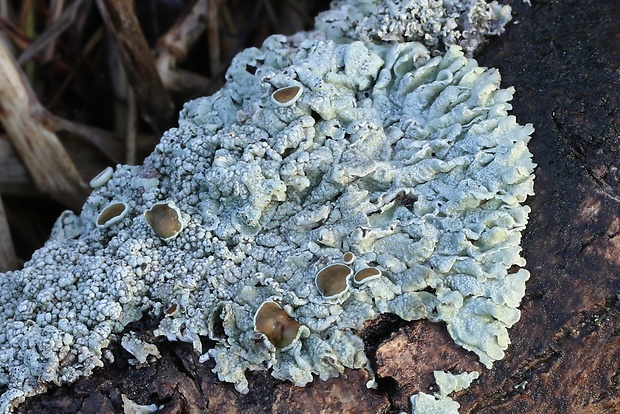 fyscia popolavá Physcia aipolia (Ehrh. ex Humb.) Fürnr.