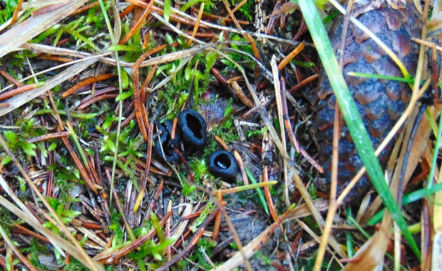 misôčka Pseudoplectania sp.