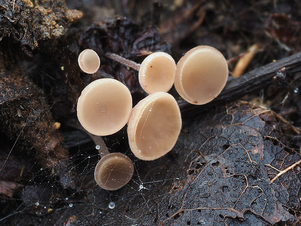 jahňadka Ciboria sp.