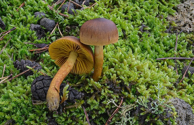 pavučinovec šafranový Cortinarius croceus (Schaeff.) Gray