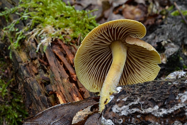 peniazovka štipľavá Gymnopus peronatus (Bolton) Antonín, Halling & Noordel.